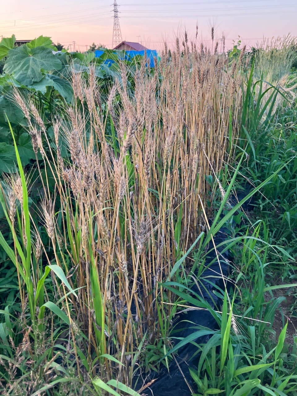 鴻巣25号
昭和8年に育成された日本最古のパン用小麦
青森県で現在主力の小麦キタカミコムギの先祖でもある