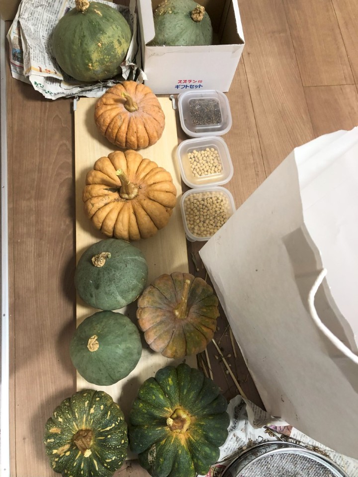 おととし採種したふゆうまかの種子を播種して栽培した結果