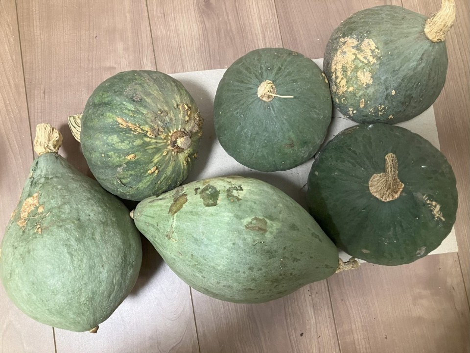 去年採種したふゆうまかの種子を播種して栽培した結果