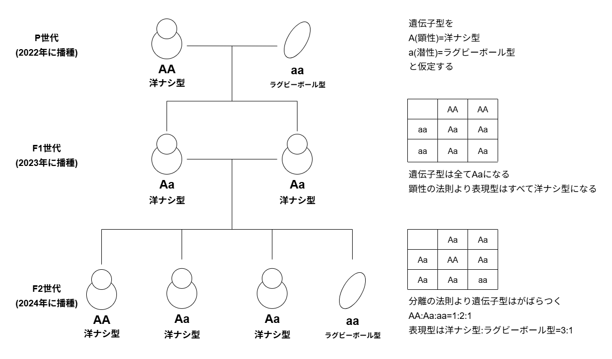 ふゆうまかのF1から得られた子世代の遺伝分離図