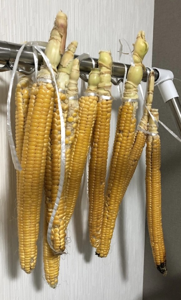 札幌黄八行とうもろこし