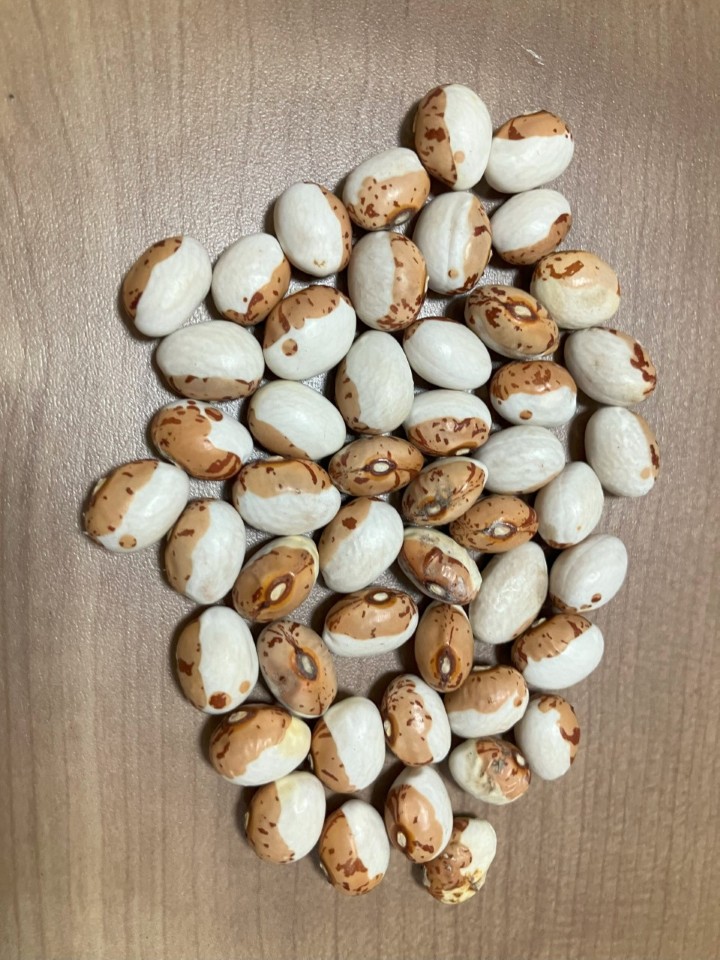 伊達市大滝区で1990年代より継がれてきた虎豆