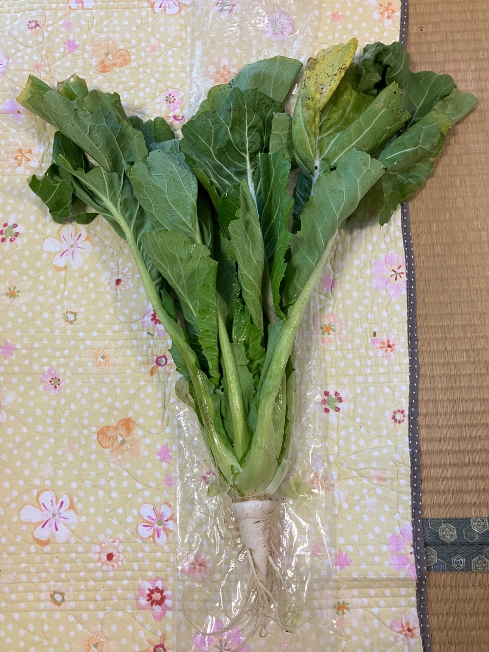 長禅寺菜