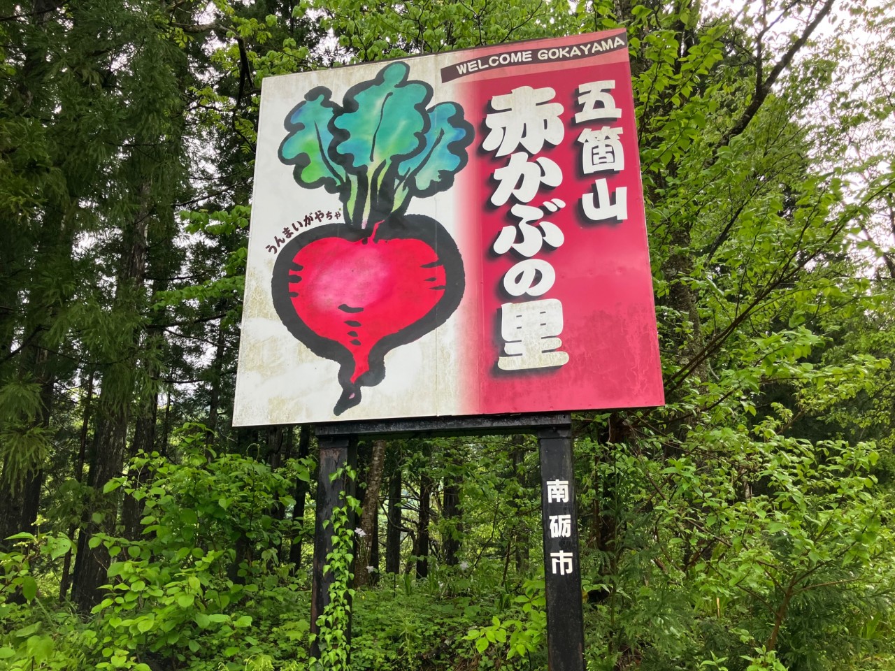 五箇山かぶら
