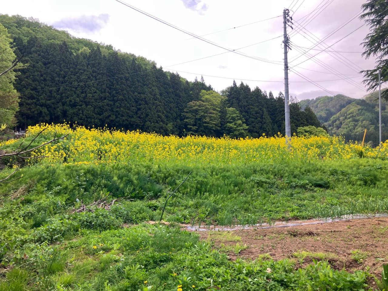 野沢菜の原種の採種圃場